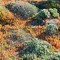 coastalflowers